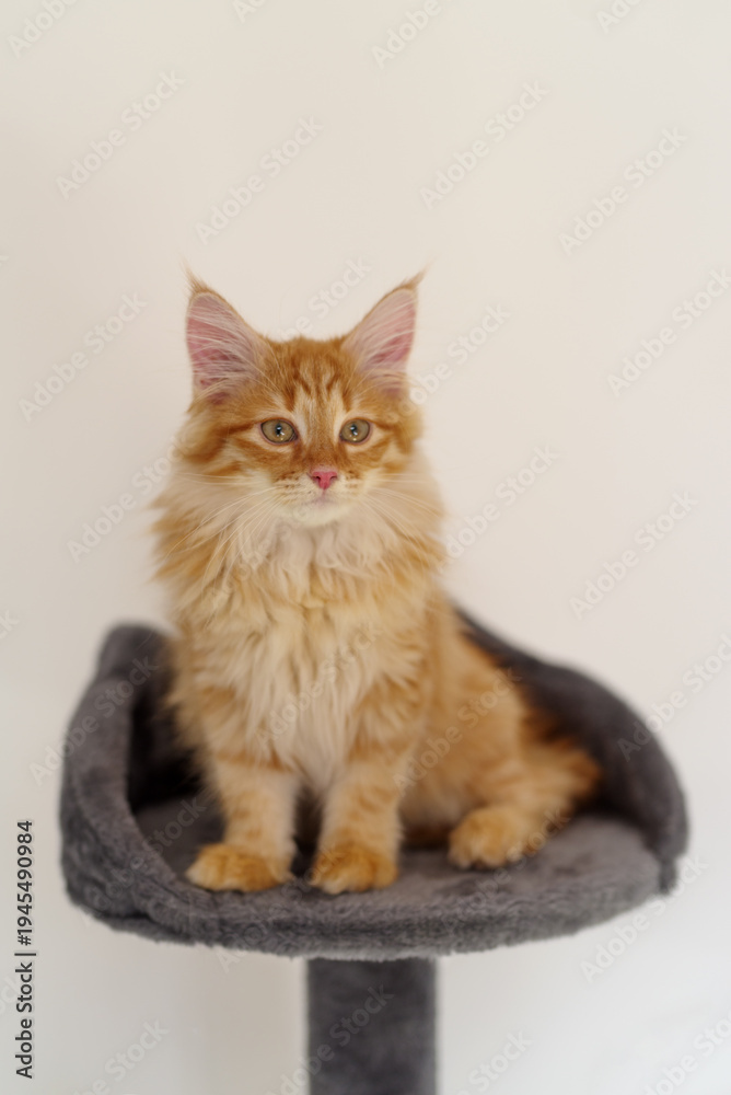 Obraz premium Cute Siberian kitten
