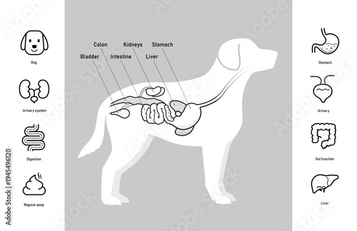 The dog digestive system illustration with set of icons for dogs health projects. The outline icons are well scalable and editable. Contrasting elements are good for different backgrounds. EPS10.