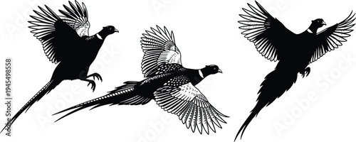 Pheasant flight silhouettes, dynamic bird outline, wing spread figure design, tail feather illustration, avian motion icon, wildlife nature art motif