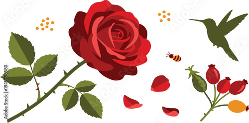 A red rose with leaves and petals and a bird and bee nearby on white background