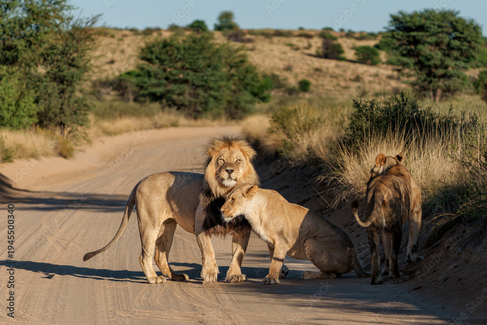 Naklejka premium Lion (Panthera leo) love couple with a famous black maned Kalahari male.. These lions are hanging around in the sand of the Kgalagadi Transfrontier Park in South Africa, part of the Kalahari Desert.
