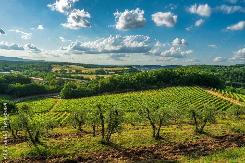 Obraz premium Vineyards and Olive Trees in Monteriggioni, Chianti, Tuscany