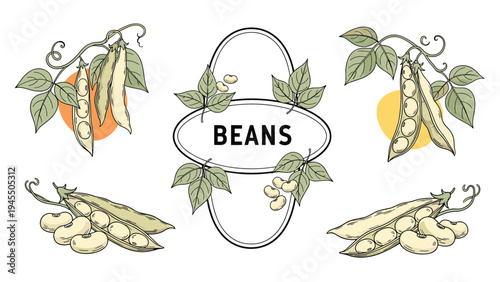 Green bean pod and seed illustrations with leaves and vines for agricultural branding and organic vegetable marketing.
