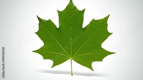 Green Maple Leaf on White Background.