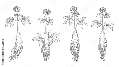 Ginseng root sketches showing the plant with berries and detailed roots for traditional medicine and health supplement labels.
