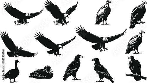 Eagle and vulture bird silhouettes collection featuring flying and perched raptors, detailed wildlife vector illustration set isolated on white background