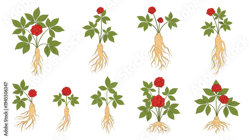 Collection of ginseng plants with medicinal roots and green leaves featuring red berries in detailed hand drawn style.