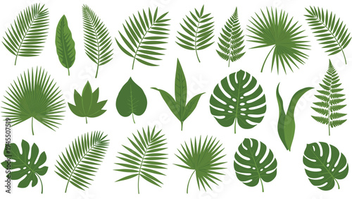 Wide variety of green leaves from different plants including tropical palms ferns and monstera on white background.