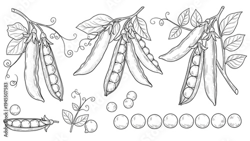 Botanical line art sketches of pea pods hanging from vines with leaves and loose peas arranged on white background.