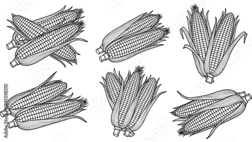 Detailed line art sketches of corn on the cob in husks for agricultural crop illustrations, grocery store signs, and vegetable themes.