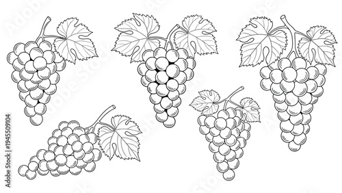 Detailed line art illustrations of grape bunches with large leaves and curly vines shown in several arrangements on a white background.