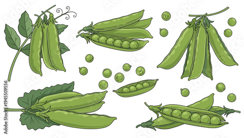 Illustrations of fresh green pea pods and loose peas shown in different clusters and open positions on a plain white background.