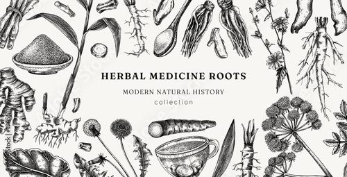 Medicinal herb roots frame design. Herbal medicine ingredients hand drawn vector illustration. Vintage apothecary plants background. NOT AI generated