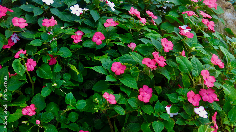 Φωτογραφία Pink flowers in the garden