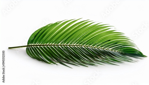 Single Vibrant Green Palm Leaf Isolated 3