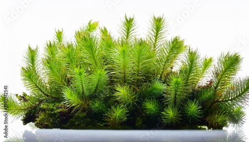 Green Aquarium Plant Isolated On Transparent Background