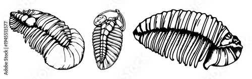 Trilobite set with hand‑drawn fossil detail and antique woodcut style featuring paleontology, scientific illustration, fossil morphology with anatomy and archaeology