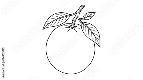 Drawing of a single orange fruit.