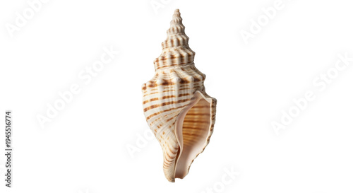 Εκτύπωση καμβά Elegant striped sea shell PNG isolated on transparent backdrop, marine life conc
