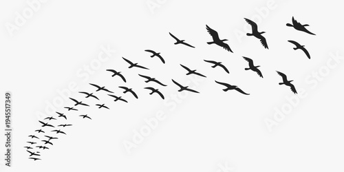 A large flock of birds flying in formation in the sky