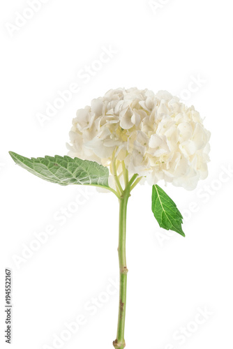 White hydrangea flower isol...