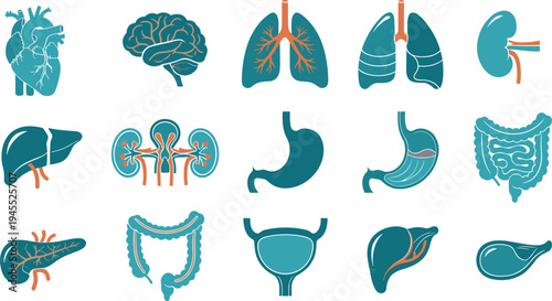 Human internal organs medical icon set including heart brain lungs kidneys liver stomach intestines pancreas bladder anatomy healthcare vector illustration collection isolated educational