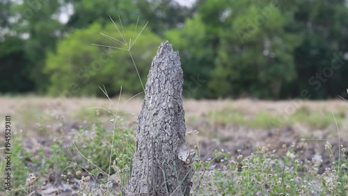 Timelapse of Weathered Termite Tree Stump Surrounded by Green Grass,reeds and Foliage in Nature
