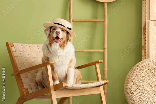 Cute Australian Shepherd do...