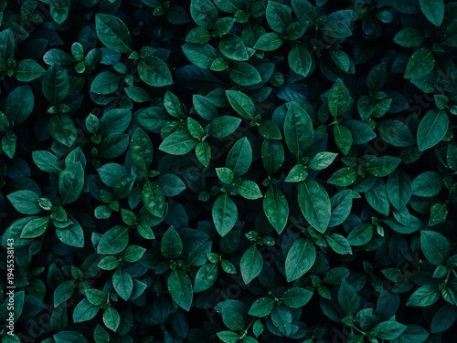 Tableau sur toile Dark green leaf pattern, Natural background texture.