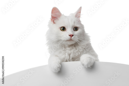 Cute fluffy cat against whi...