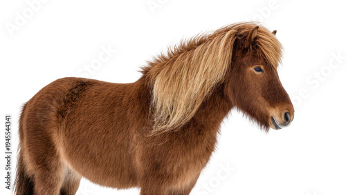 Foto Isolated majestic brown Icelandic horse pony with long flowing blonde mane in pr