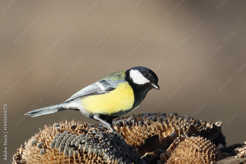 Obraz premium Beautiful wild great tit sitting on an old dry sunflower plant in natural habitat