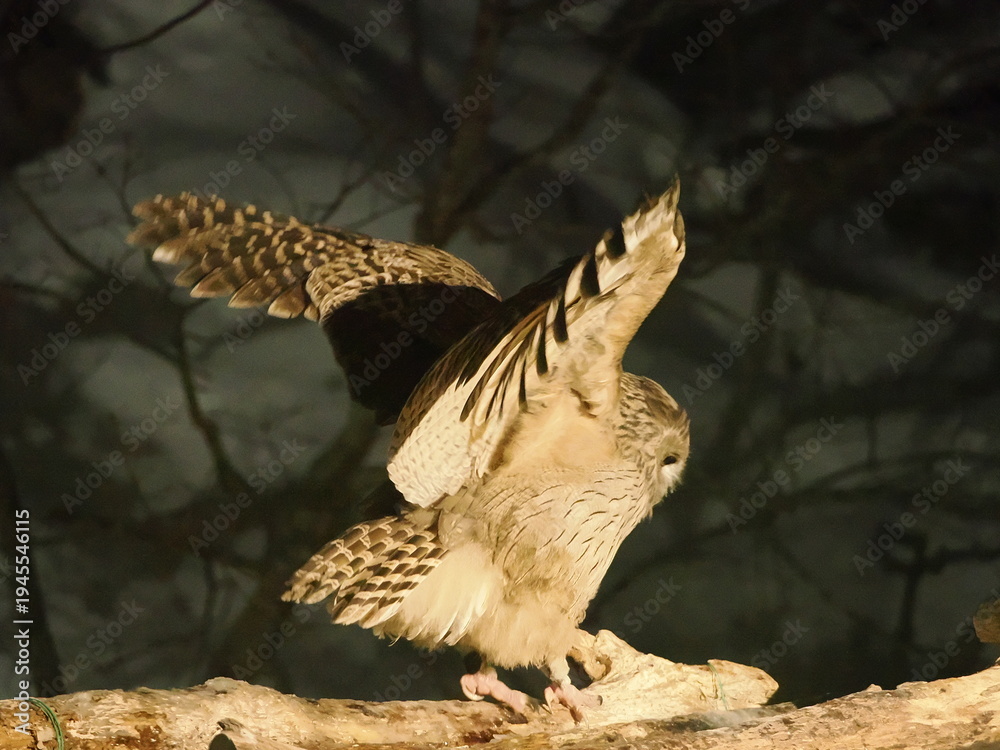 Obraz premium 生け簀に魚を捕りにくるシマフクロウ