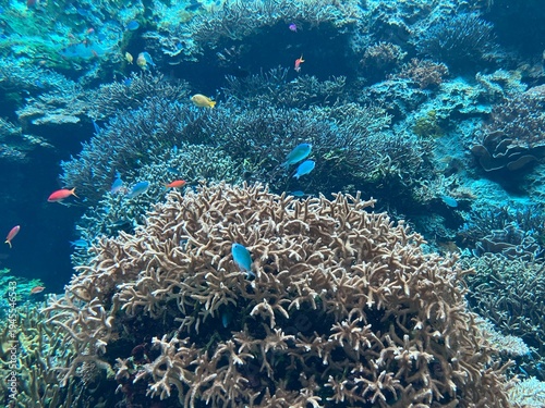 Colorful Coral Reef and Tropical Fish Swimming Underwater