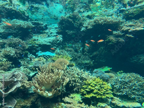 Vibrant Coral Reef and Tropical Fish in Clear Ocean