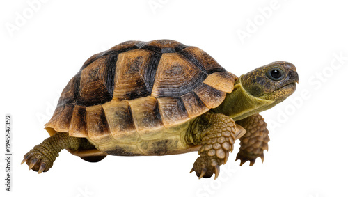 Cuadro en lienzo Isolated young tortoise with beautiful brown and black patterned shell, detailed