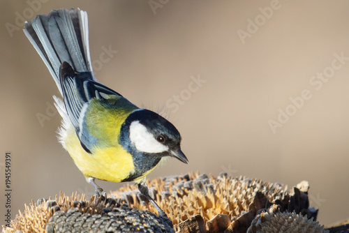 Hungry great tit bird foraging for seeds on a dried sunflower head in autumn