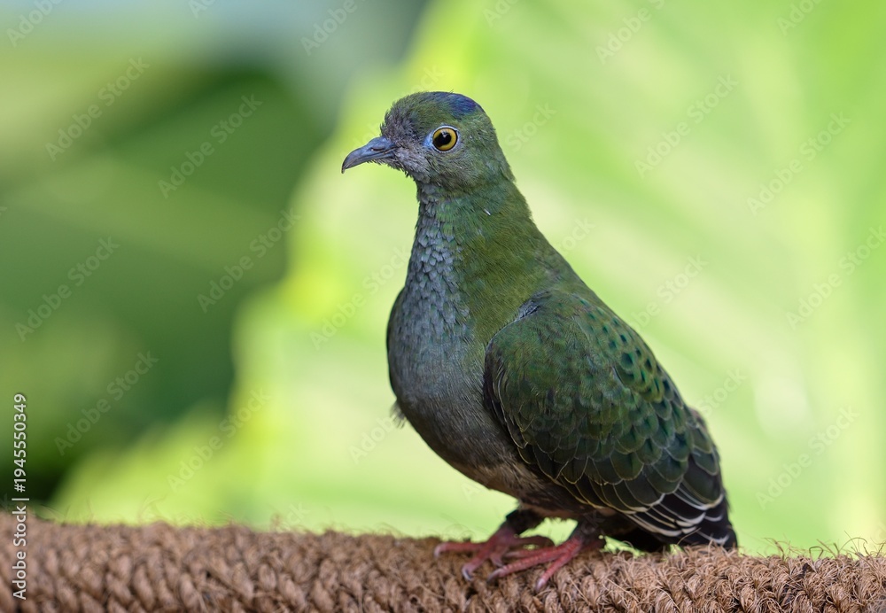 Obraz premium superb fruit dove