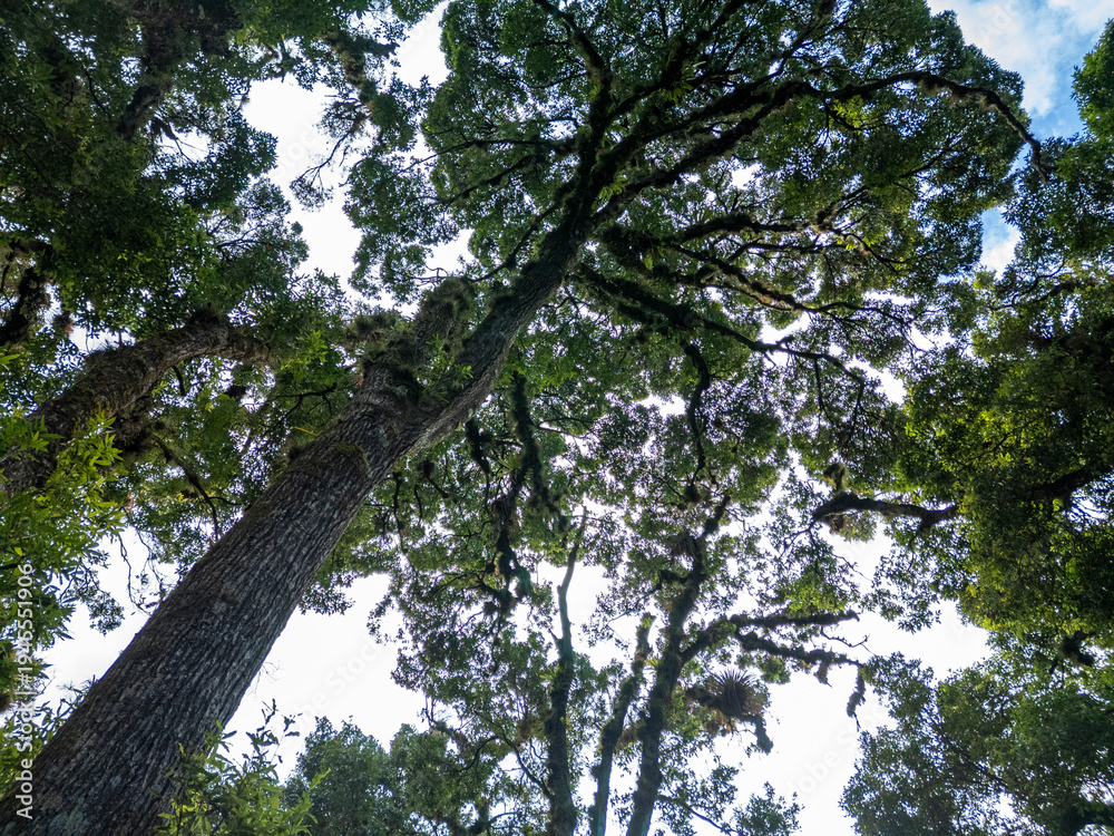 Fototapeta premium Tall, moss-covered trees reaching high into the sky, creating a lush green canopy in the dense cloud forest of Chiriqui, Panama, with daylight filtering through the leaves - stock photo