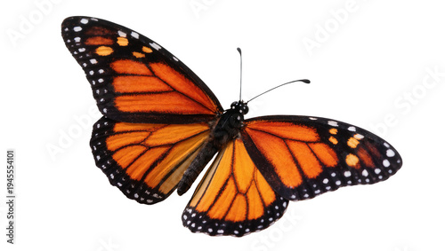 Tableau sur toile Isolated monarch butterfly spreading its beautiful orange and black wings, delic