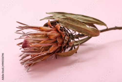 Dried protea flower on pink...