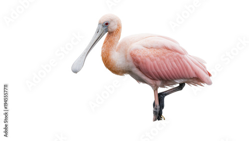Canvas Print Isolated Roseate Spoonbill wading bird with pink feathers and distinctive spoon-