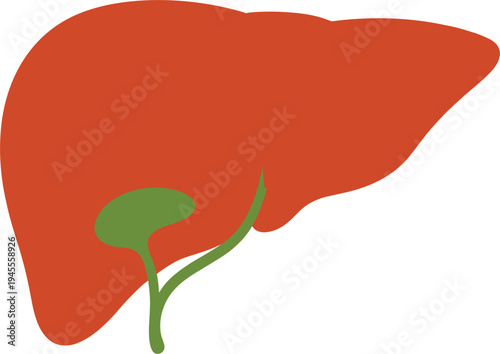 liver, organ, human, anatomy, medical, illustration, digestive, system, healthcare, biology, internal, organ, liver, health, medicine, anatomy, vector, isolated, education, science