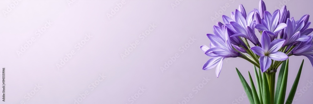 custom made wallpaper toronto digitalBlooming purple agapanthus flower cluster on a solid lavender background. Minimalist botanical banner with green stems. Copy space for text