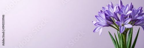 Wallpaper Mural Blooming purple agapanthus flower cluster on a solid lavender background. Minimalist botanical banner with green stems. Copy space for text Torontodigital.ca