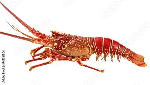 Εκτύπωση καμβά Isolated raw spiny lobster, whole fresh seafood with long antennae, gourmet deli