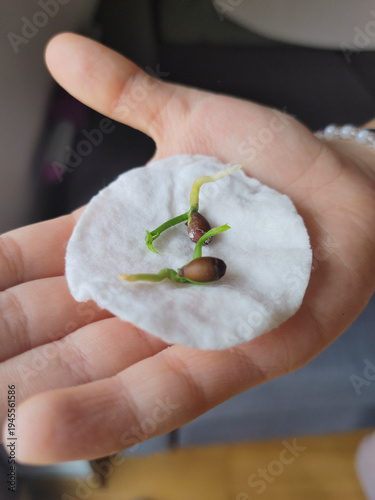 Close up of a small germinated seed with green sprouts on a cotton pad