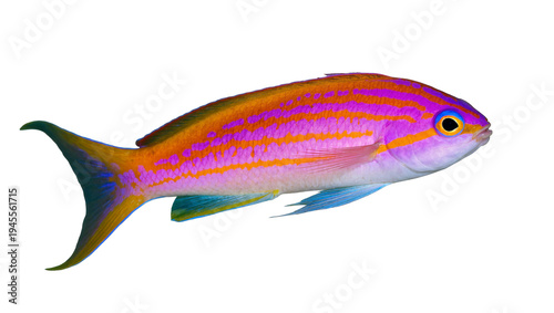 Konstfotografi Isolated colorful tropical fish displaying vibrant purple and orange stripes in
