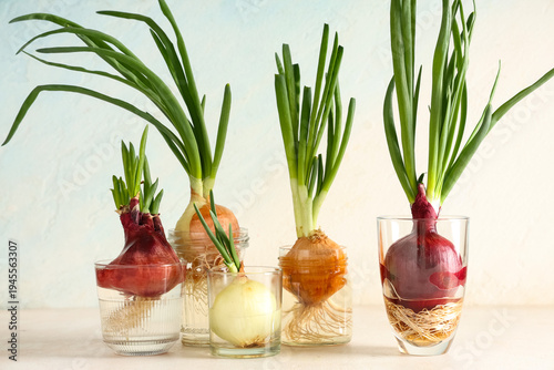 Glass jars with cultivated green onion on light background