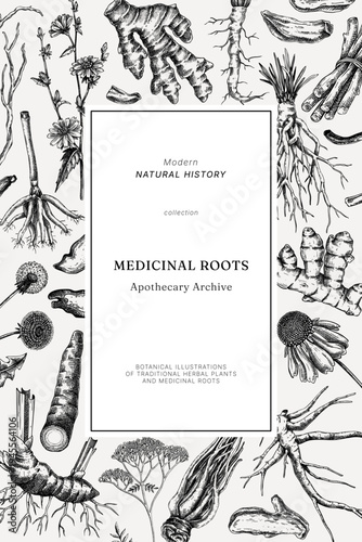 Medicinal roots frame design. Herbal ingredients hand drawn vector illustration. Vintage apothecary plant background. NOT AI generated